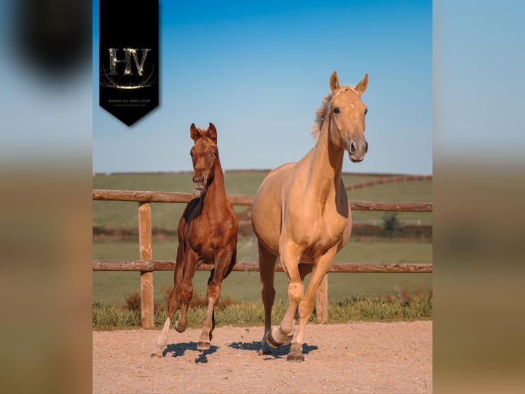 KWPN Mare Foal (06/2025) Chestnut in Marly-sous-Issy