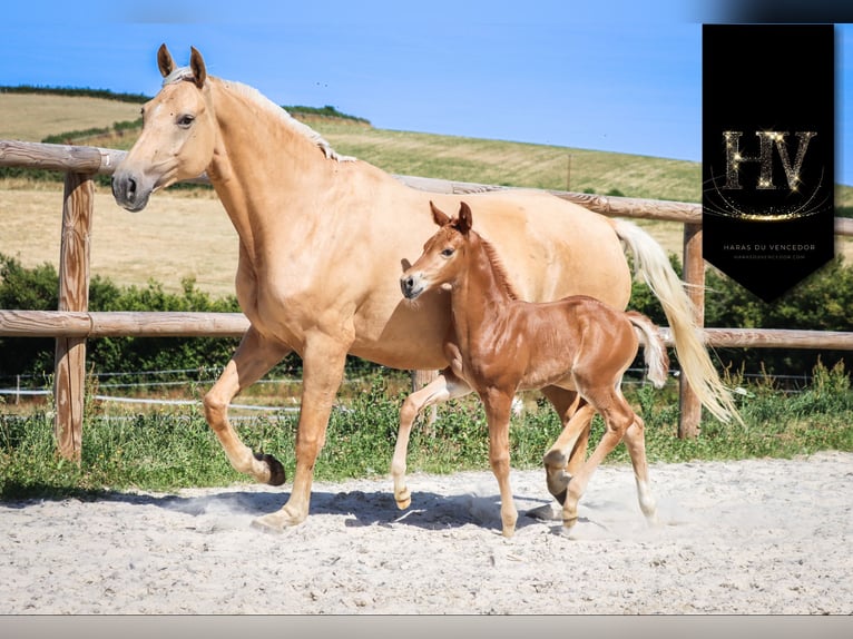 KWPN Mare  Chestnut in Marly-sous-Issy