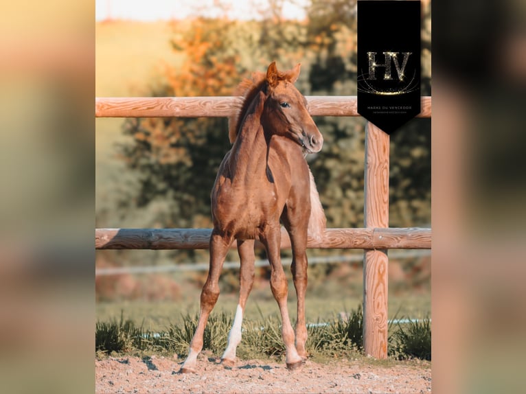 KWPN Mare Foal (06/2025) Chestnut in Marly-sous-Issy
