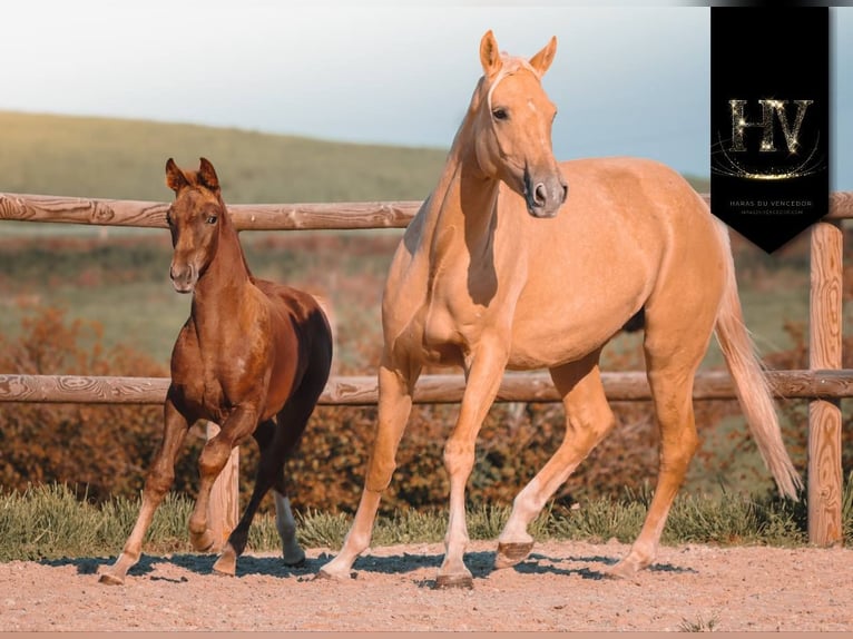 KWPN Mare Foal (06/2025) Chestnut in Marly-sous-Issy