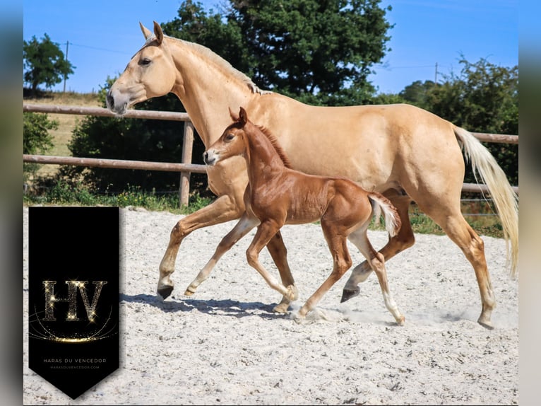 KWPN Mare  Chestnut in Marly-sous-Issy