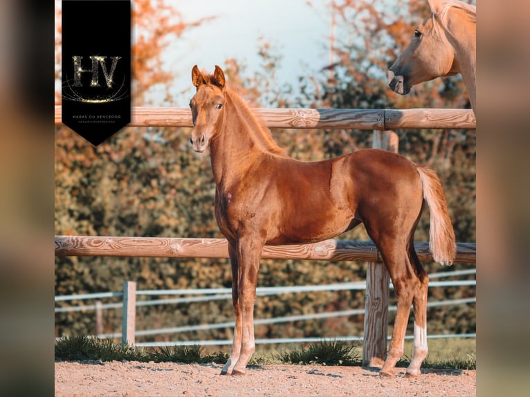 KWPN Mare Foal (06/2025) Chestnut in Marly-sous-Issy
