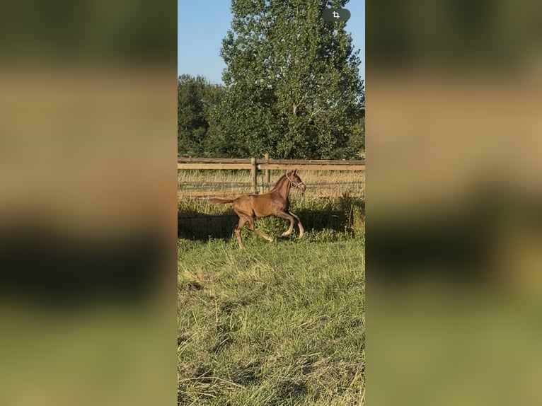 KWPN Mare Foal (03/2026) Chestnut in Saint-Samson