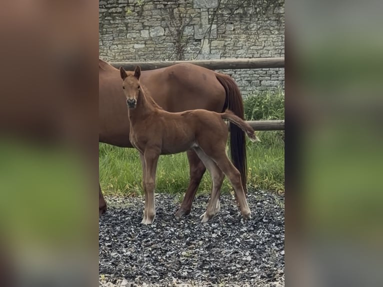 KWPN Mare Foal (03/2026) Chestnut in Saint-Samson