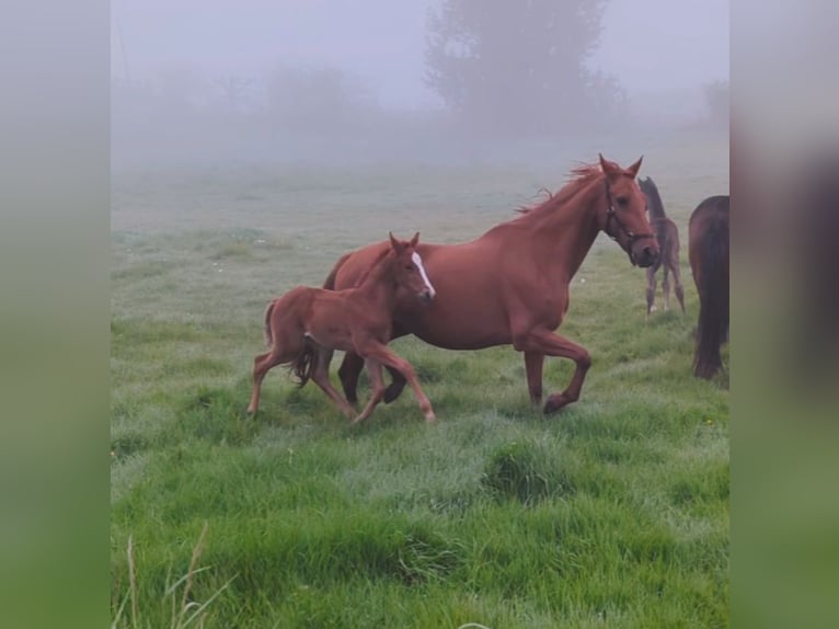 KWPN Mare  Chestnut in Troarn