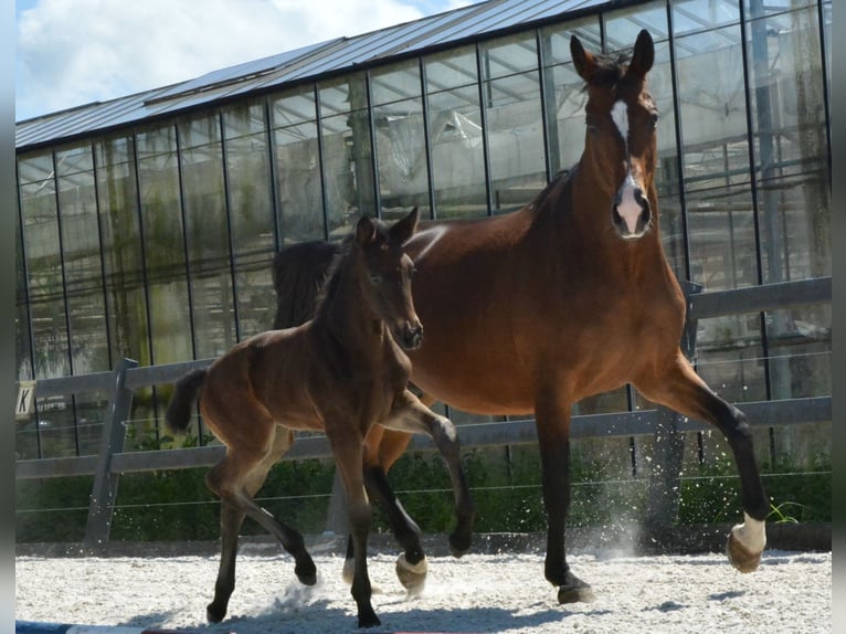 KWPN Mare  Chestnut in Hallum
