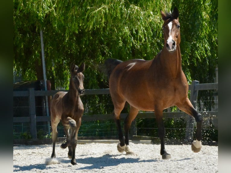 KWPN Mare  Chestnut in Hallum