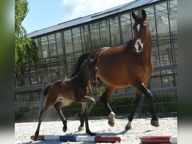 KWPN Mare  Chestnut in Hallum