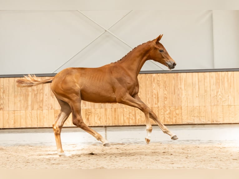 KWPN Mare Foal (02/2025) Chestnut in Kalmthout