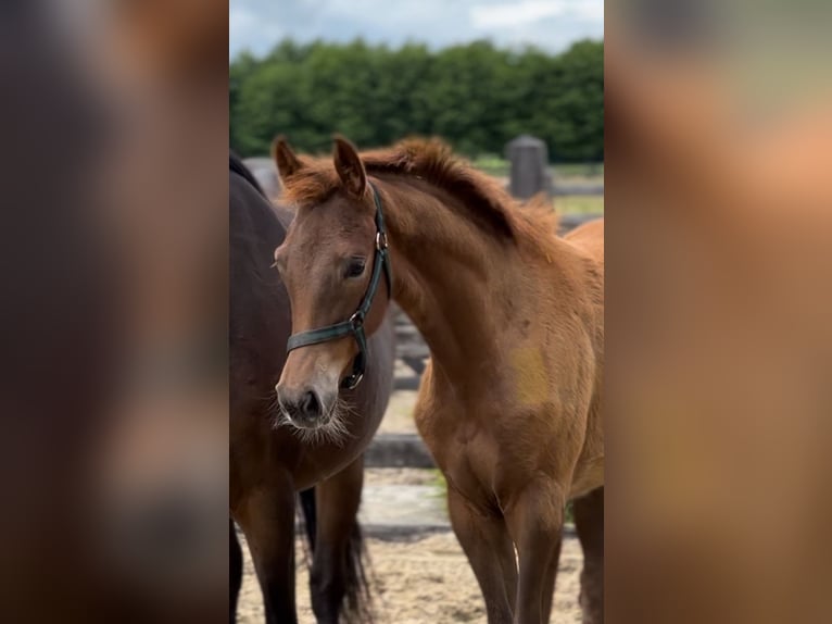 KWPN Mare  Chestnut in Kalmthout