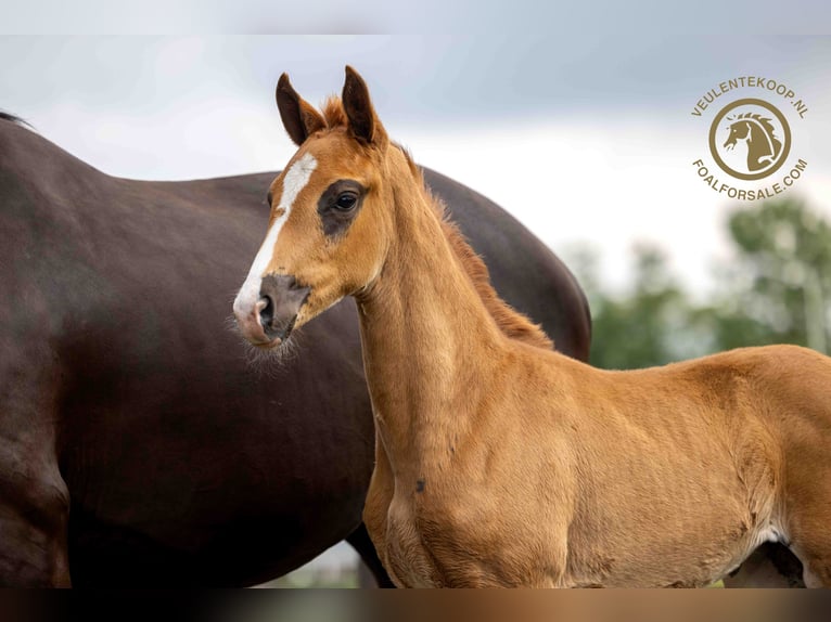 KWPN Mare Foal (03/2024) Chestnut-Red in Someren