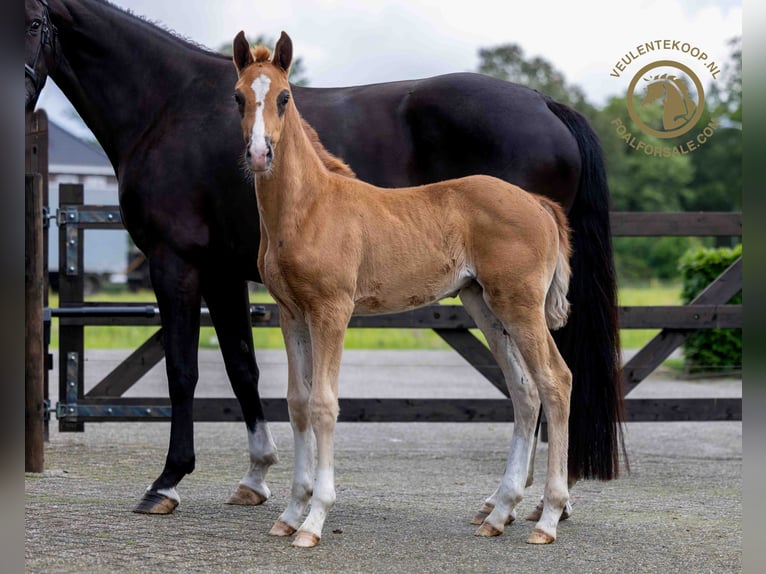 KWPN Mare Foal (03/2024) Chestnut-Red in Someren