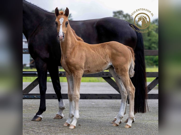 KWPN Mare Foal (03/2024) Chestnut-Red in Someren