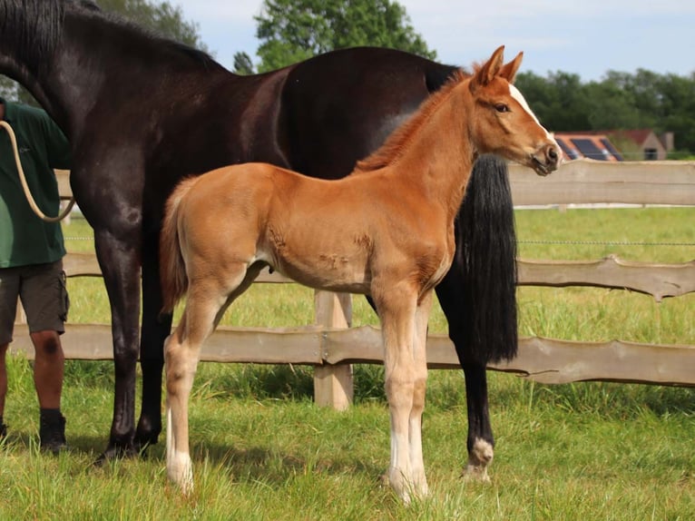 KWPN Mare Foal (04/2026) Chestnut-Red in DESTELBERGEN