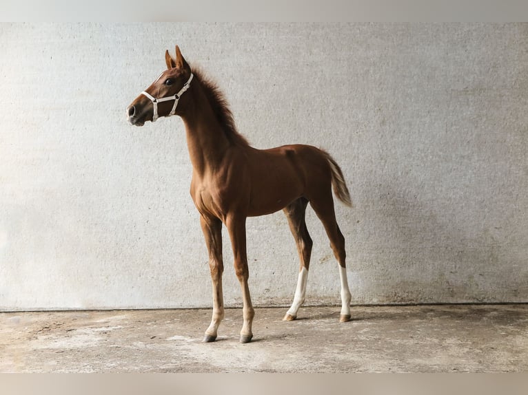 KWPN Mare Foal (03/2024) Chestnut-Red in Emst