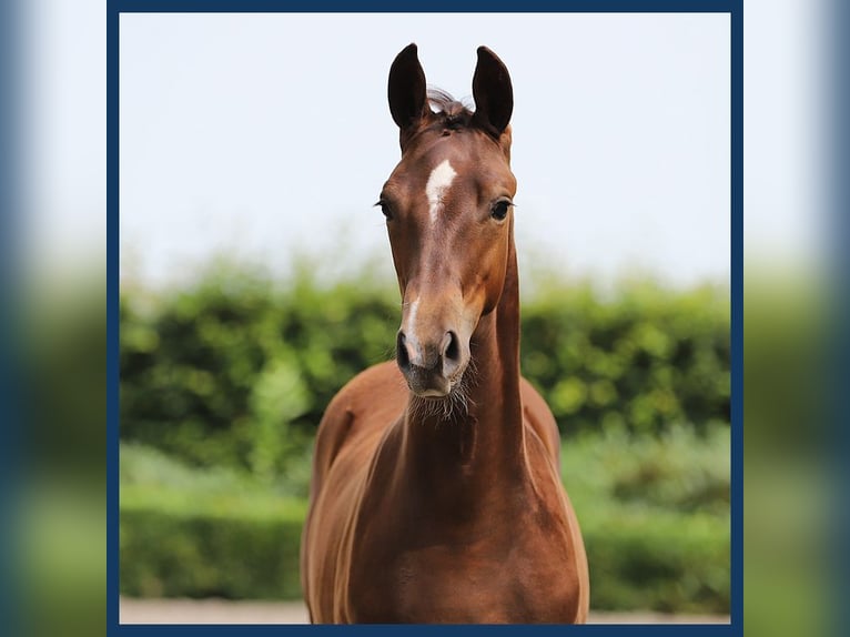 KWPN Mare Foal (04/2024) Chestnut-Red in Gieten