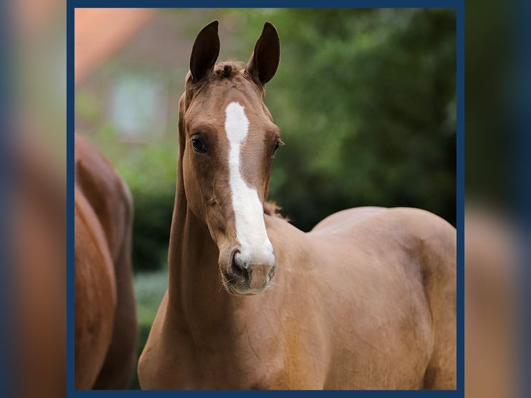 KWPN Mare Foal (04/2024) Chestnut-Red in Gieten