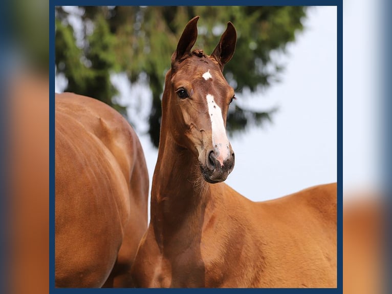 KWPN Mare Foal (05/2024) Chestnut-Red in Gieten