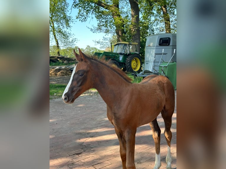 KWPN Mare Foal (03/2025) Chestnut-Red in Kalmthout