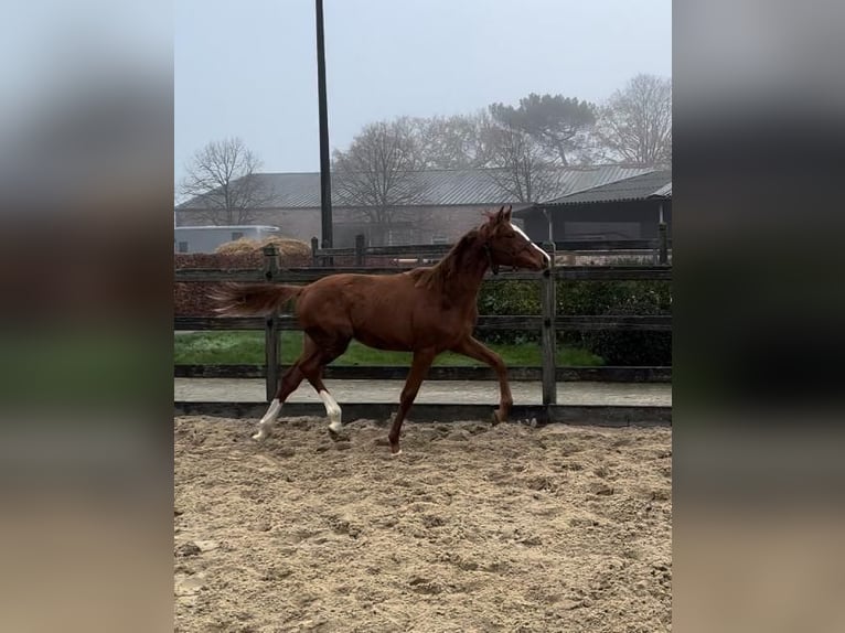 KWPN Mare Foal (03/2025) Chestnut-Red in Kalmthout