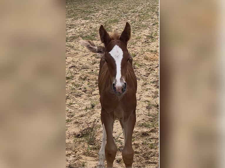 KWPN Mare  Chestnut-Red in Courbeveille
