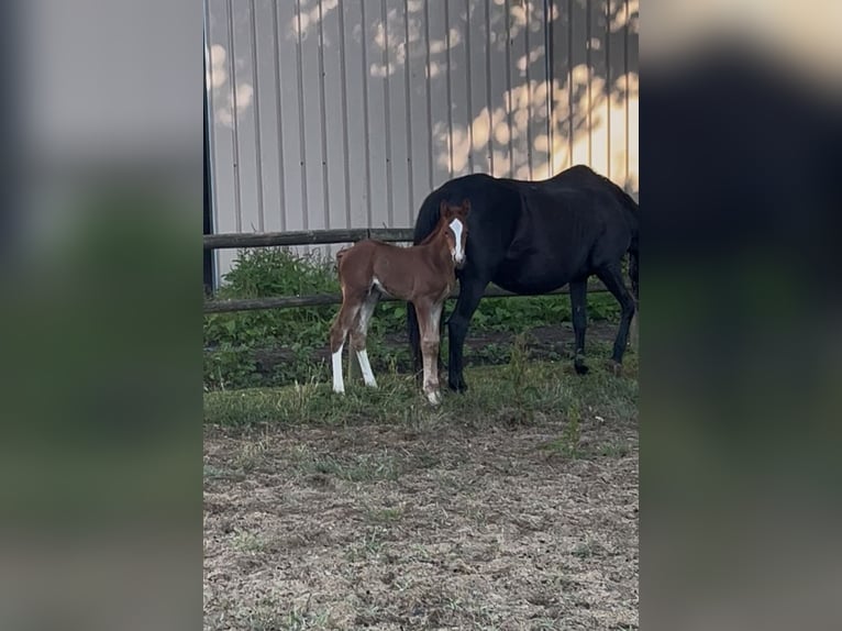 KWPN Mare  Chestnut-Red in Courbeveille