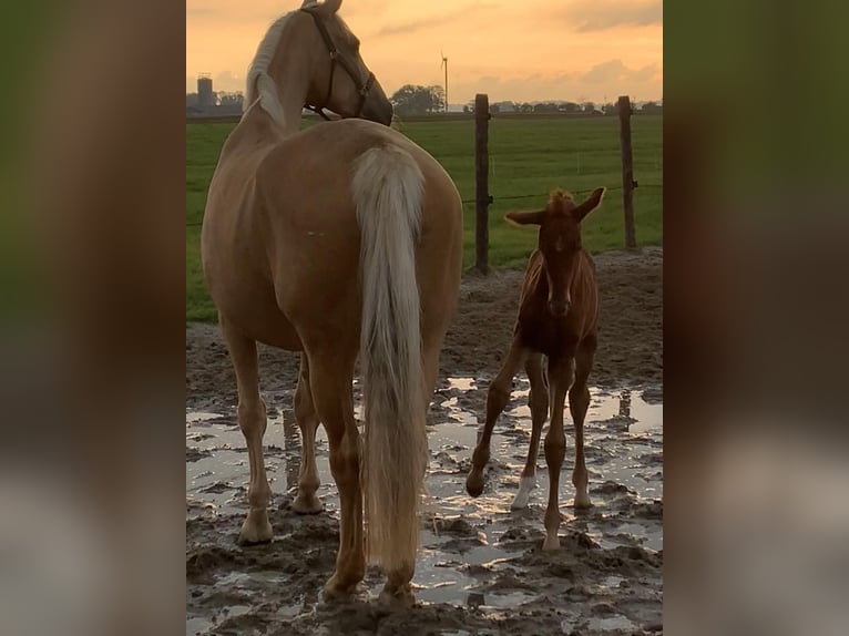 KWPN Mare Foal (01/2024) Chestnut-Red in Deinum