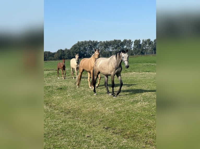 KWPN Mare Foal (01/2024) Chestnut-Red in Deinum