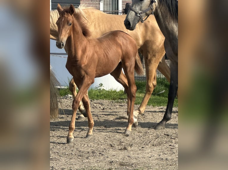 KWPN Mare Foal (01/2024) Chestnut-Red in Deinum