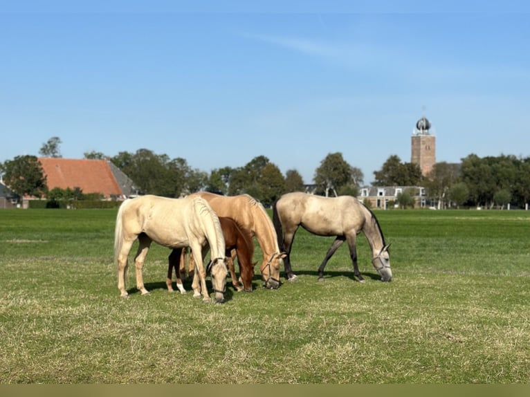 KWPN Mare Foal (01/2024) Chestnut-Red in Deinum