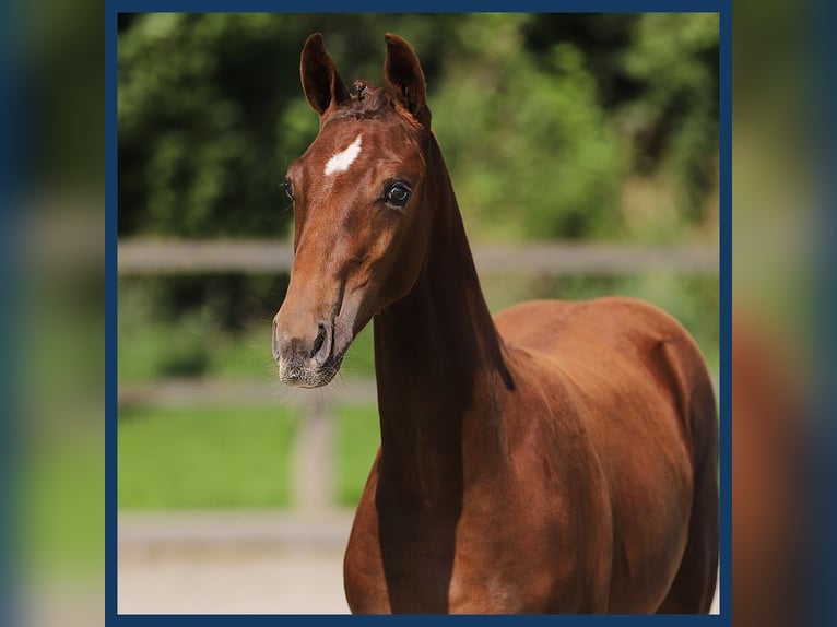 KWPN Mare Foal (05/2024) Chestnut-Red in Gieten