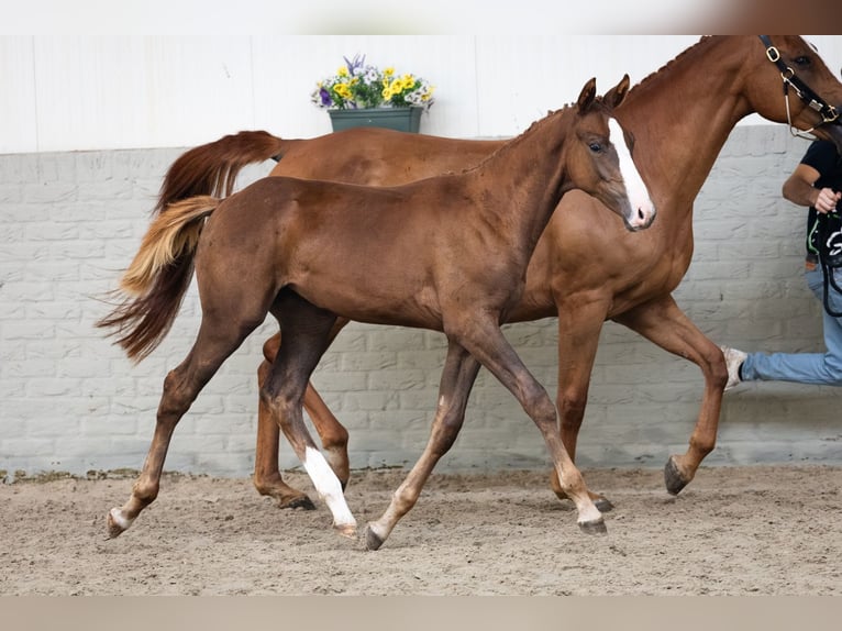 KWPN Mare Foal (04/2026) Chestnut-Red in Heerde