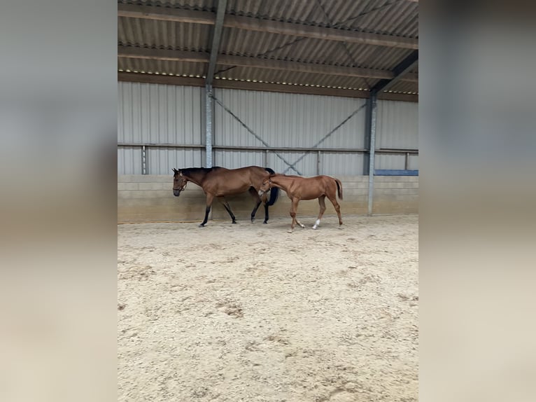 KWPN Mare Foal (05/2026) Chestnut-Red in Meijel