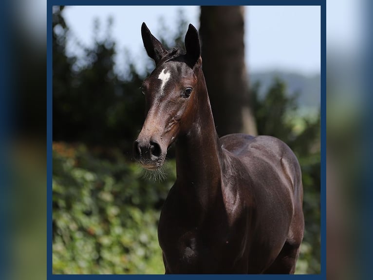 KWPN Mare Foal (03/2024) Chestnut in Gieten