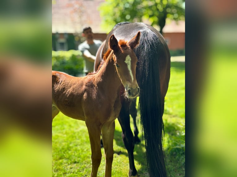 KWPN Mare Foal (04/2024) in Kalmthout