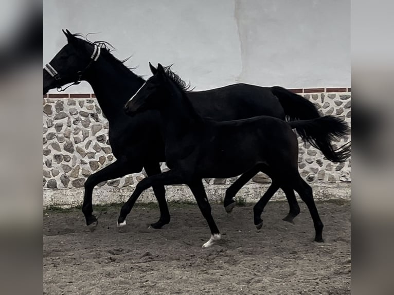 KWPN Mare Foal (07/2024) in Madrid