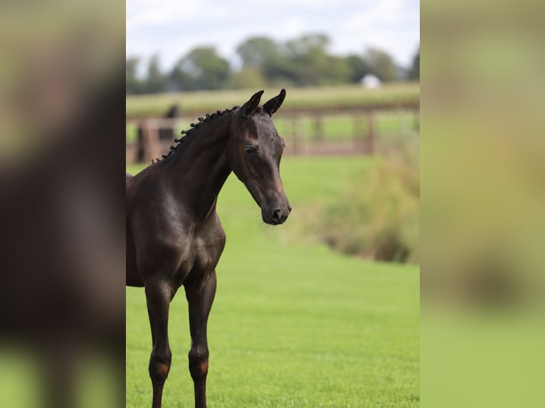 KWPN Mare Foal (01/2026)  in Zieuwent
