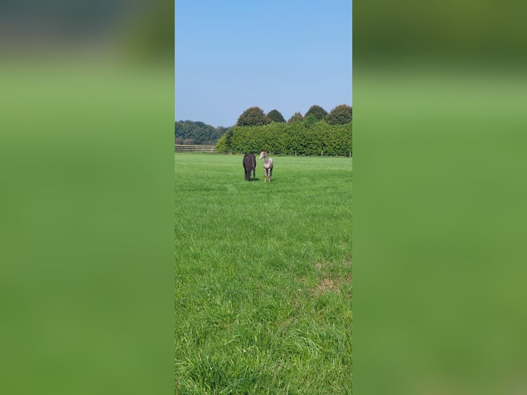 KWPN Mare Foal (01/2024) Gray in Schaijk