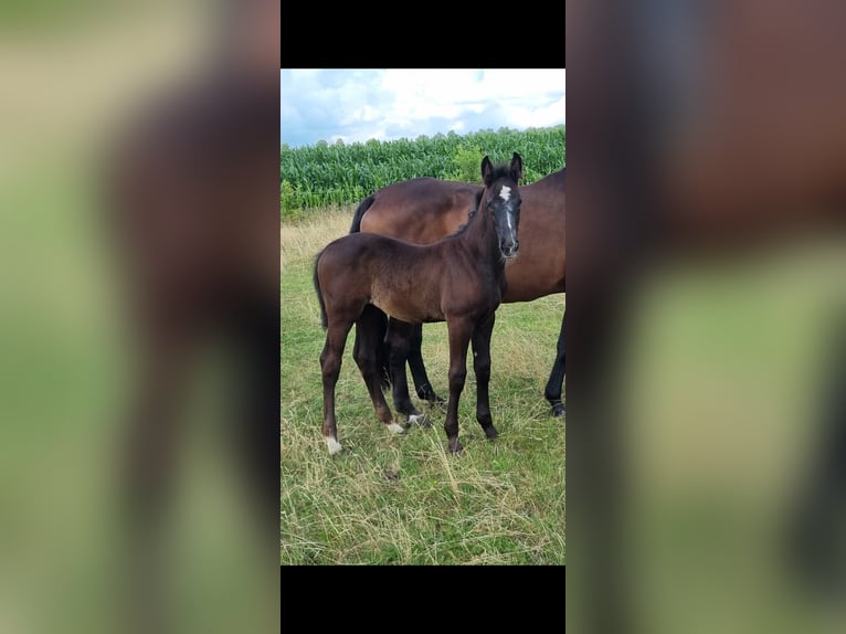 KWPN Mare Foal (04/2025) Grey in Smilde
