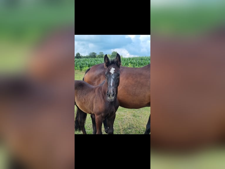 KWPN Mare Foal (04/2025) Grey in Smilde