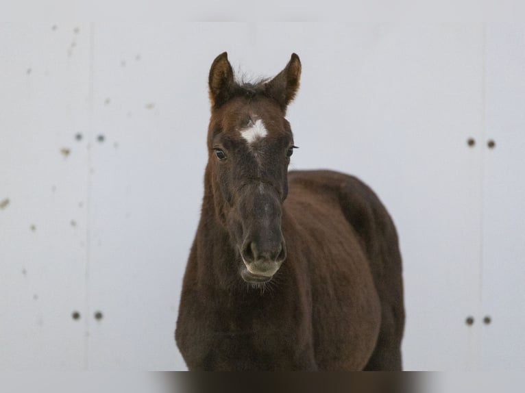 KWPN Mare Foal (05/2024) Grullo in Waddinxveen