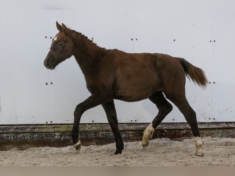 KWPN Mare Foal (05/2024) Grullo in Waddinxveen