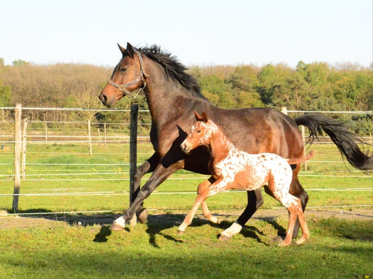 KWPN Mix Mare Foal (04/2026) Leopard-Piebald in ELSPEET