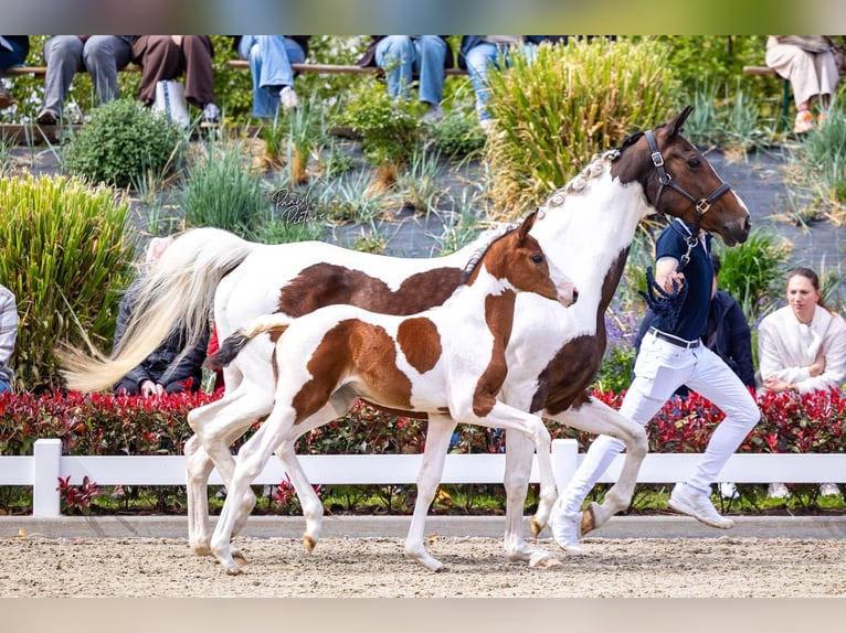 KWPN Mare Foal (03/2026) Pinto in Roderwolde