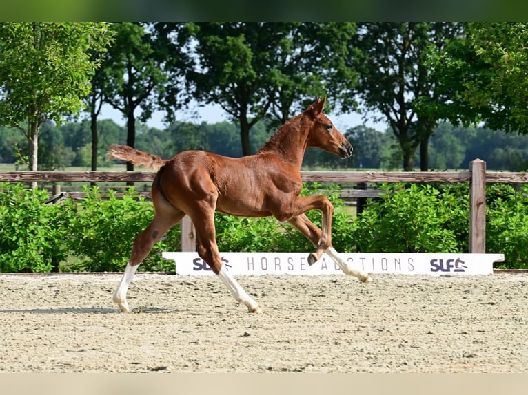KWPN Mare Foal (04/2026)  in Bladel