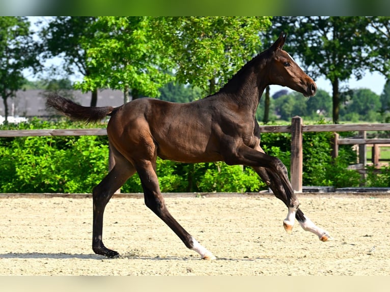KWPN Mare Foal (03/2026)  in Bladel