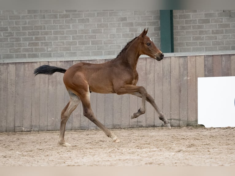 KWPN Mare Foal (04/2024) in Bears