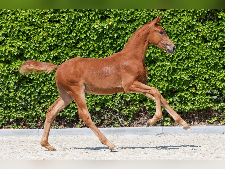 KWPN Mare Foal (04/2024) in Bears