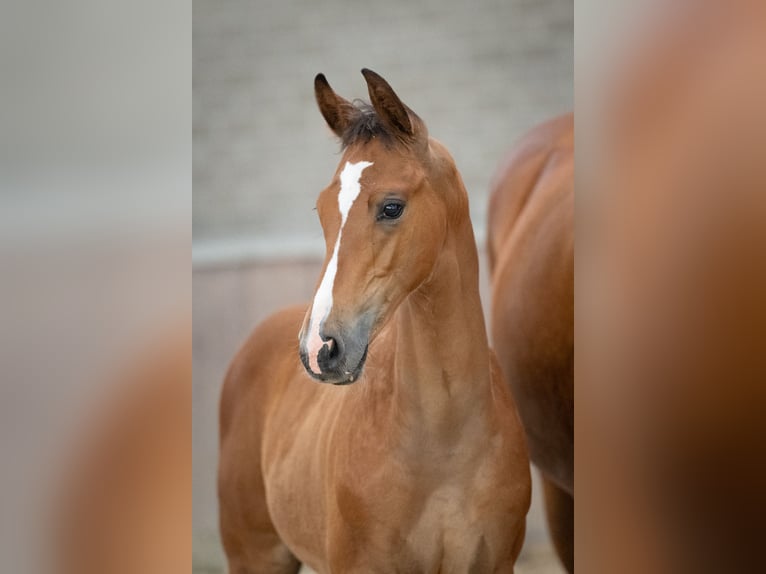 KWPN Mare Foal (04/2024) in Bears