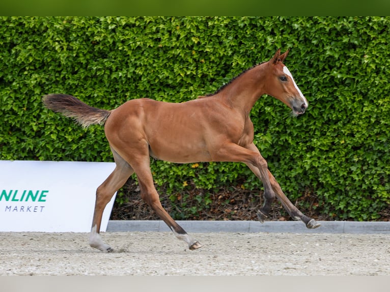 KWPN Mare Foal (04/2024) in Bears